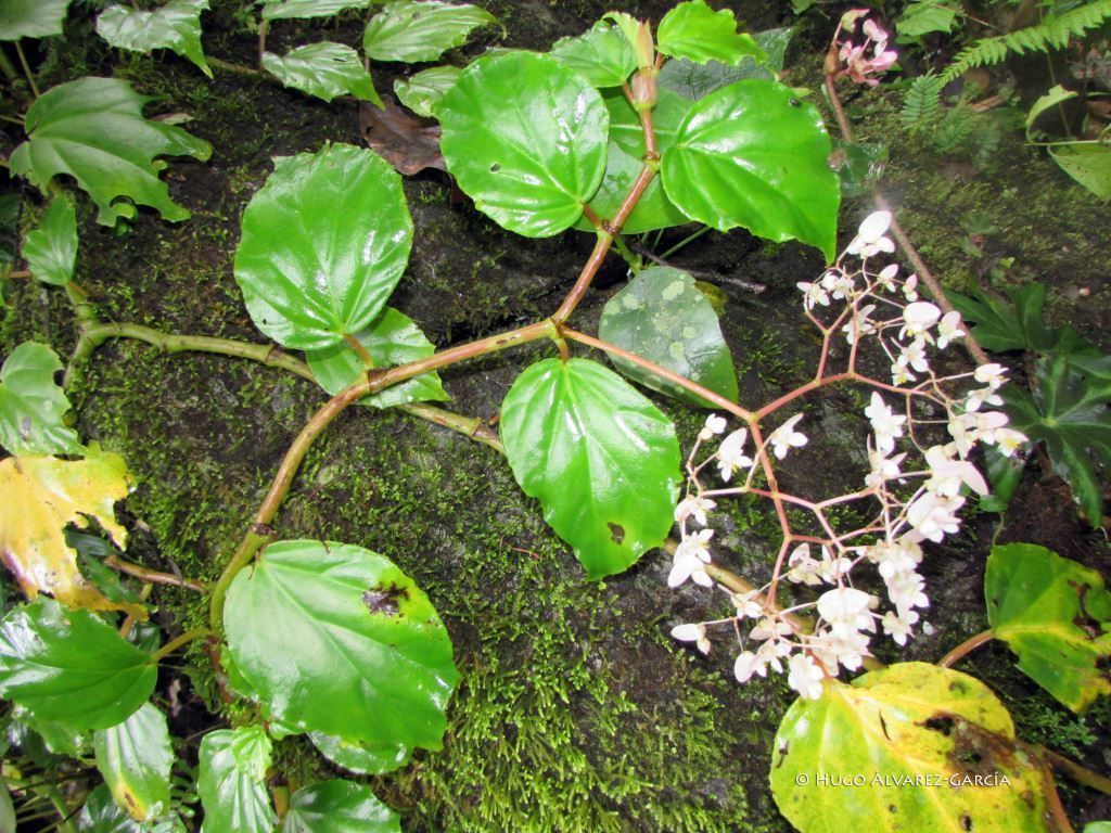 Begonia trepadora