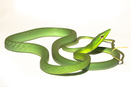 Green Vine Snake