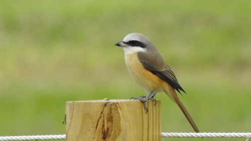 Brown Shrike