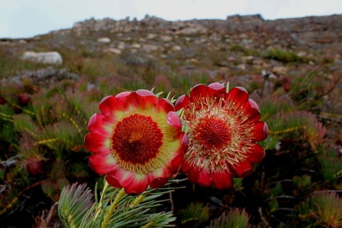 Protea witzenbergiana E.Phillips