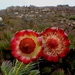 Protea witzenbergiana - Photo 由 Sue Stuckie 所上傳的 (c) Sue Stuckie，保留所有權利