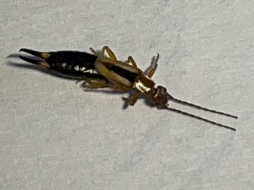 Diaperasticus erythrocephalus