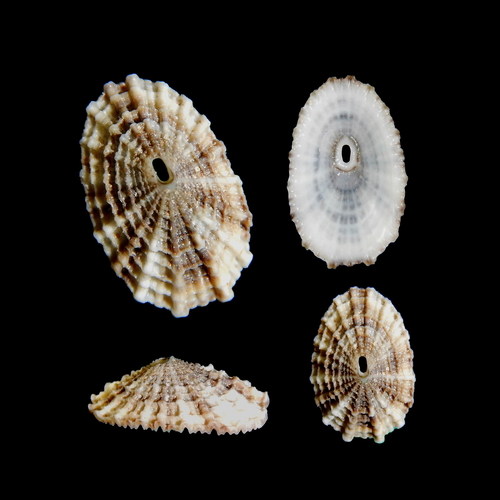 Common Keyhole Limpet