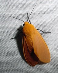 Image of Ormetica pauperis