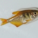 Yellow Tetra - Photo (c) wilermam, all rights reserved, uploaded by wilermam