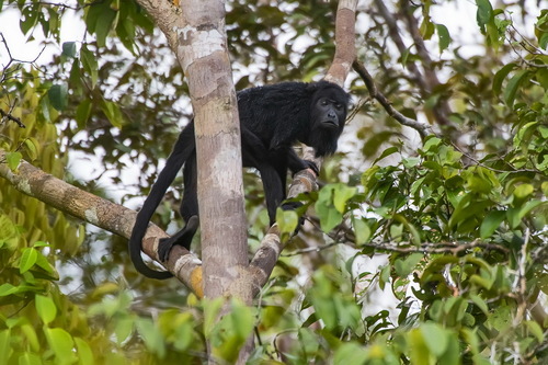 Amazon Black Howler Monkey (Alouatta nigerrima) — Least Concern Mammalia