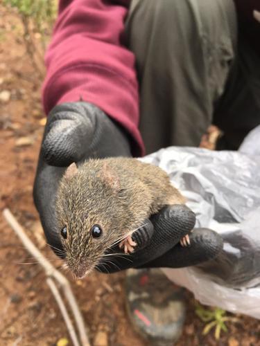 Long-haired Soft-haired Mouse (Abrothrix longipilis) — Least Concern Mammalia