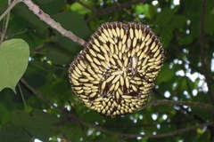 Image of Apoica pallens