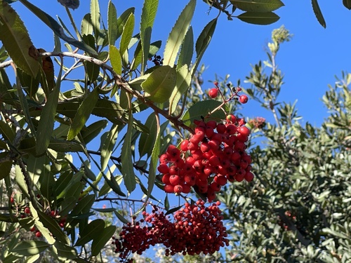 iNaturalist observation photo of Toyon