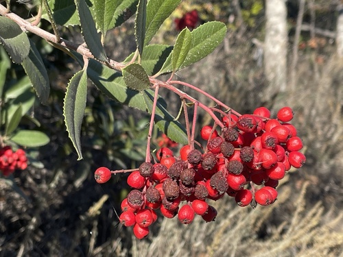 iNaturalist observation photo of Toyon