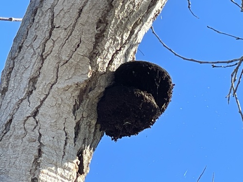 iNaturalist observation photo of Shelf Fungi