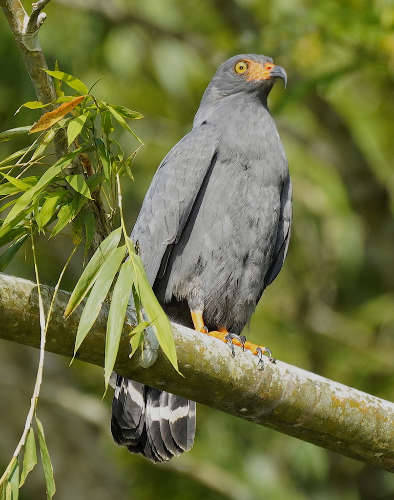 Slender-billed Kite photo