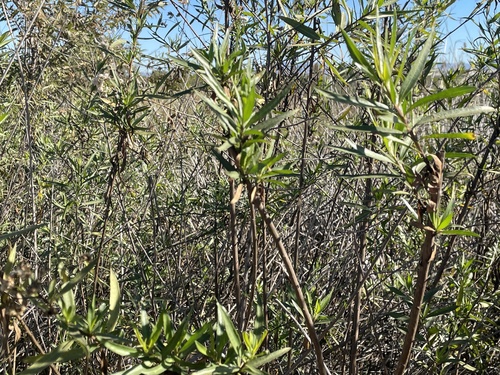 iNaturalist observation photo of mule fat