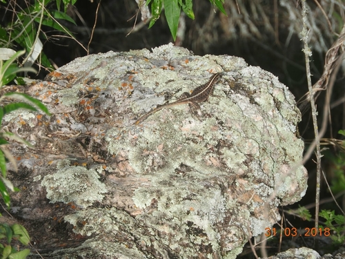 Striped Lava Lizard