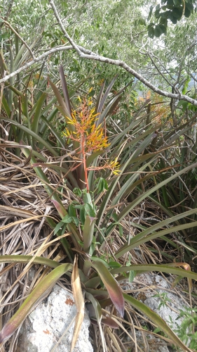 Aechmea leptantha