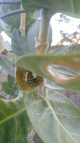 Southern Monarch