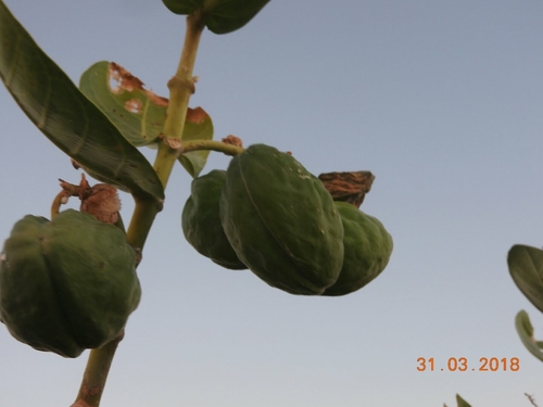 giant milkweed