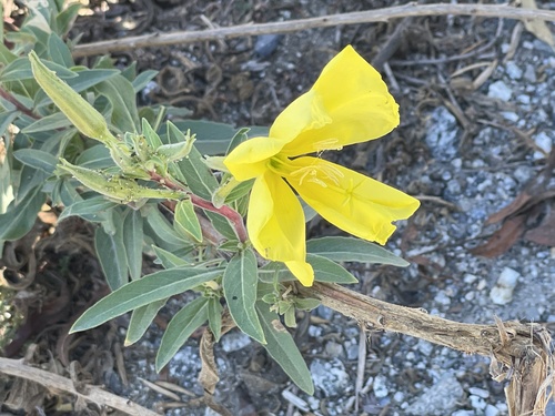 iNaturalist observation photo of tall evening primrose