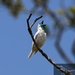 Bare-throated Bellbird - Photo (c) gstroz, all rights reserved
