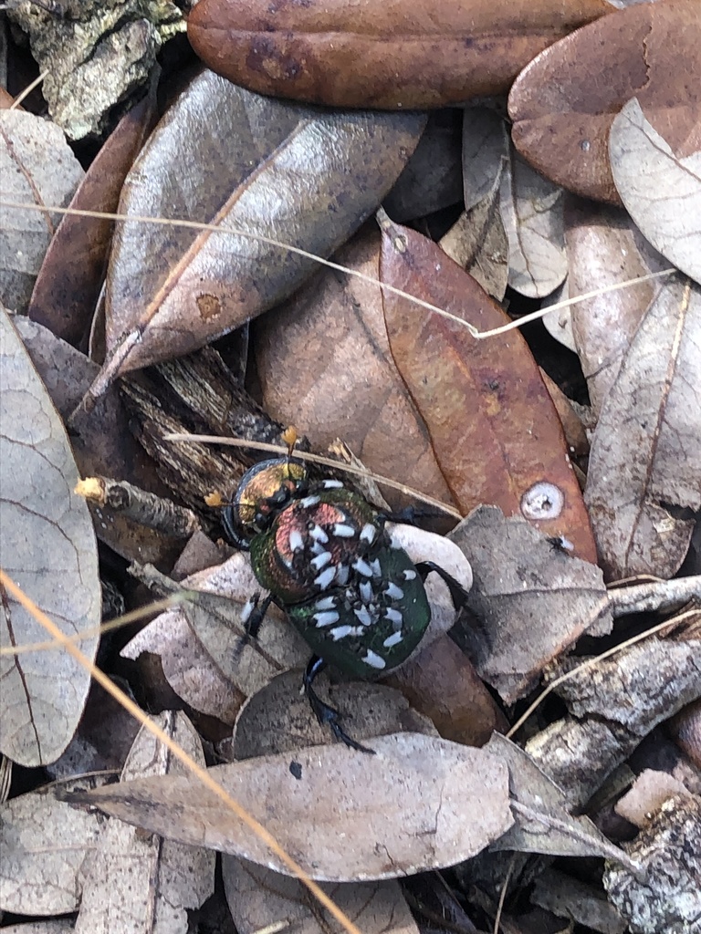 Burrowing Dung Beetles from Myakka River State Park, Sarasota, FL, US ...