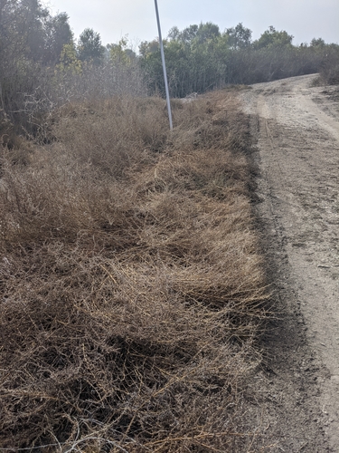 iNaturalist observation photo of Fivehorn smotherweed