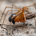 Sheetweb Spiders - Photo (c) Benjamin Fabian, all rights reserved, uploaded by Benjamin Fabian