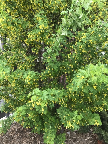 Siberian peashrub