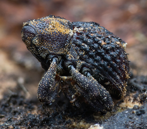 Acalles camelus · iNaturalist