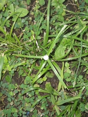 Cyperus mindorensis image