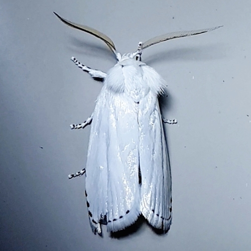 Cryptophasa epadelpha (Meyrick, 1890)