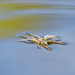 Six-spotted Fishing Spider - Photo (c) Dan LaVorgna, all rights reserved, uploaded by Dan LaVorgna