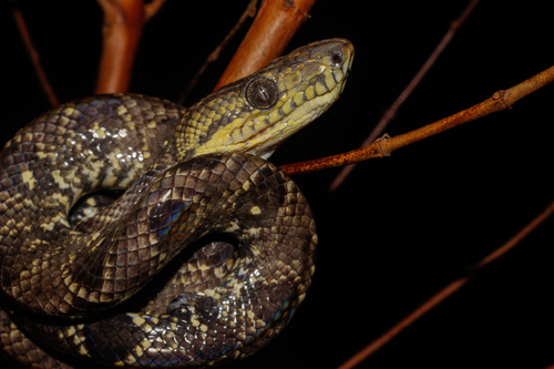 Corallus ruschenbergerii