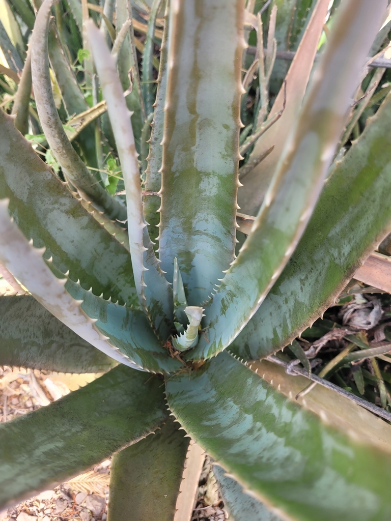 aloe vera (Aloe vera) · iNaturalist