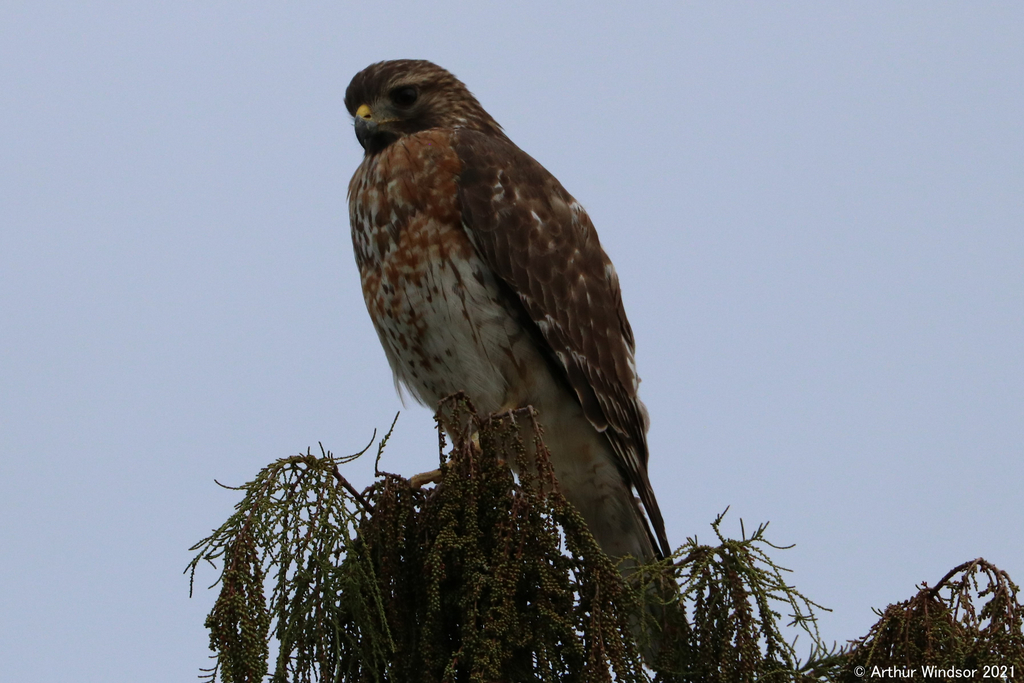 Red Shouldered Hawk From Okeeheelee Park Fl Usa On November 14 2021