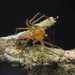 Spotted Lynx Spider - Photo (c) Ethan Yeoman, all rights reserved, uploaded by Ethan Yeoman