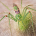 Araneus talipedatus - Photo (c) Jordan Dean, todos os direitos reservados, uploaded by Jordan Dean