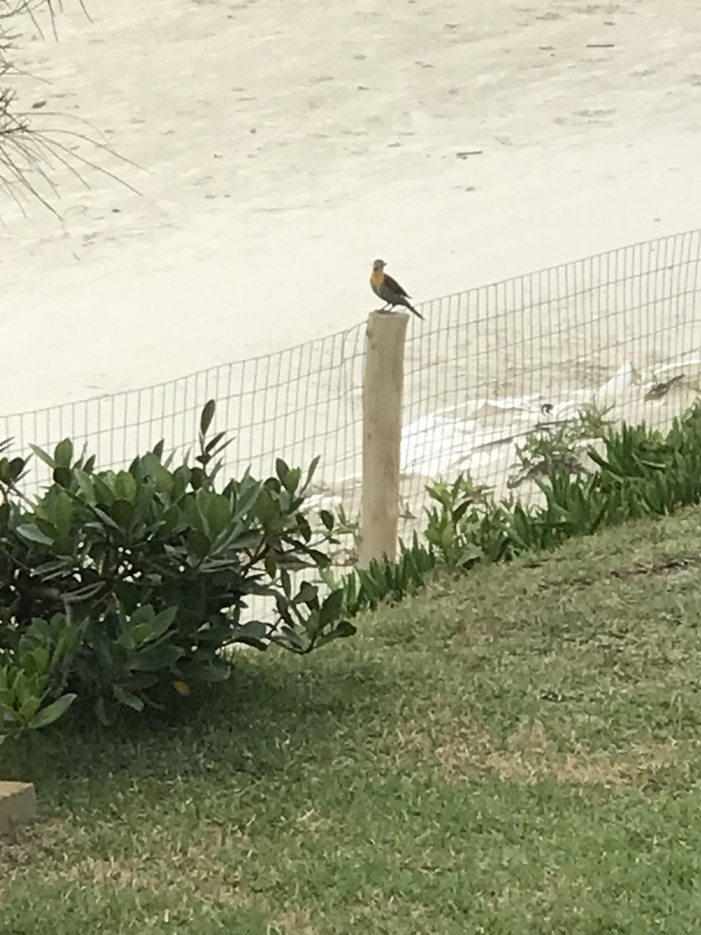 Field Flicker from Rua Major C. S. Medeiros, Garopaba, SC, BR on ...