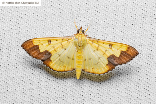 Meroctena tullalis Walker, 1859