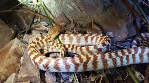 Brown Tree Snake sighting