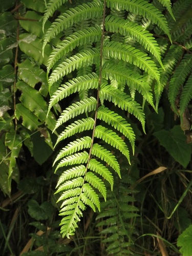 Helecho (Fauna y flora de la Finca El Cerro) · iNaturalist