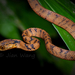 Common Slug Snake - Photo (c) 王健, all rights reserved, uploaded by 王健