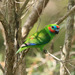 Macleay's Fig-Parrot - Photo (c) Lorraine Harris, all rights reserved, uploaded by Lorraine Harris