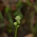 Eryngium longifolium - Photo (c) Nina Arjona, todos os direitos reservados, uploaded by Nina Arjona