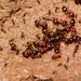Pheidole hirtula - Photo (c) Diego Barrales, all rights reserved, uploaded by Diego Barrales