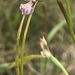 Diuris parvipetala - Photo (c) L M Haselgrove, all rights reserved, uploaded by L M Haselgrove