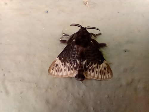 Podalia thanatos Schaus, 1905