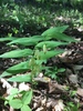 Small Solomon's Seal - Photo (c) gwoods1022, all rights reserved, uploaded by gwoods1022