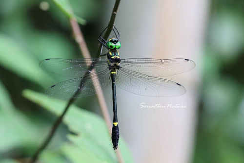 Macromia fulgidifrons