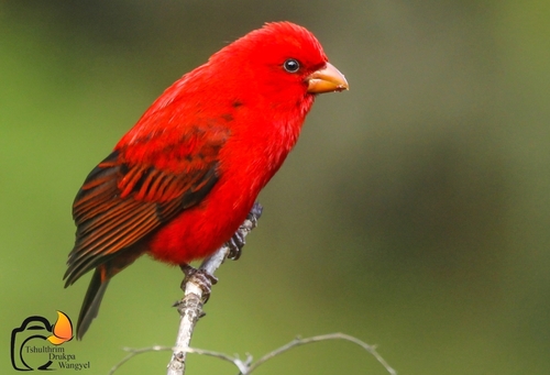 Carpodacus sipahi (Hodgson, 1836)