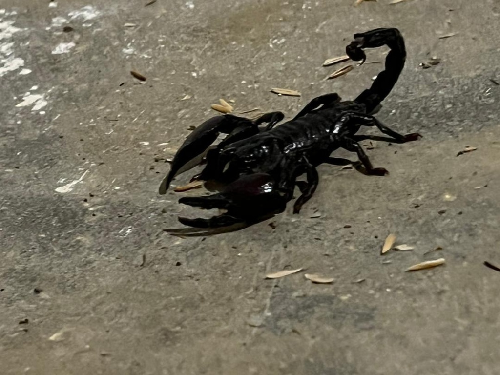 African Emperor Scorpions from Mangochi Forest Reserve, Southern Region ...